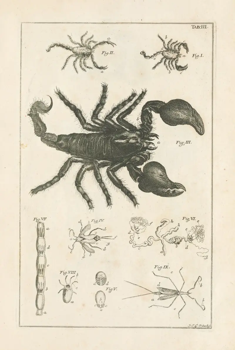 Naturens bok, eller Insekternas historia, plansch 3 av Jan Swammerdam