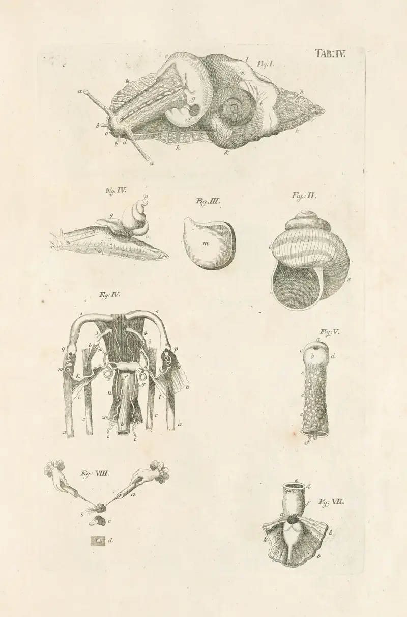 Naturens bok, eller Insekternas historia, plansch 4 av Jan Swammerdam
