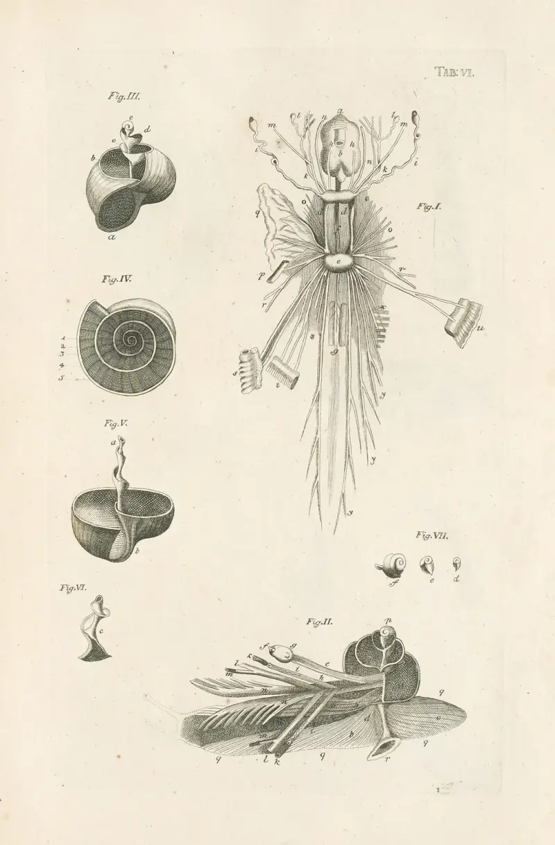 Naturens bok, eller insekternas historia, plansch 6 av Jan Swammerdam