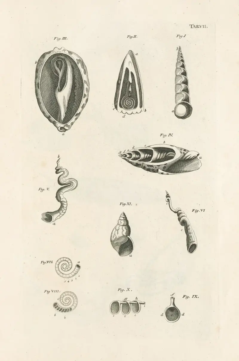 Naturens bok, eller Insekternas historia, plansch 7 av Jan Swammerdam