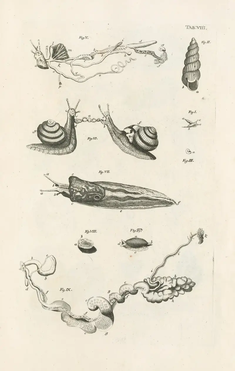 Naturens bok, eller insekternas historia, plansch 8 av Jan Swammerdam