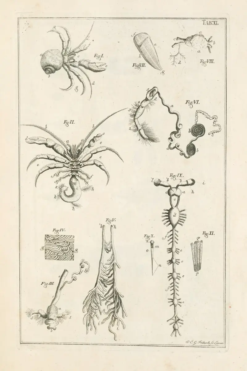 Naturens bok, eller insekternas historia, plansch 11 av Jan Swammerdam