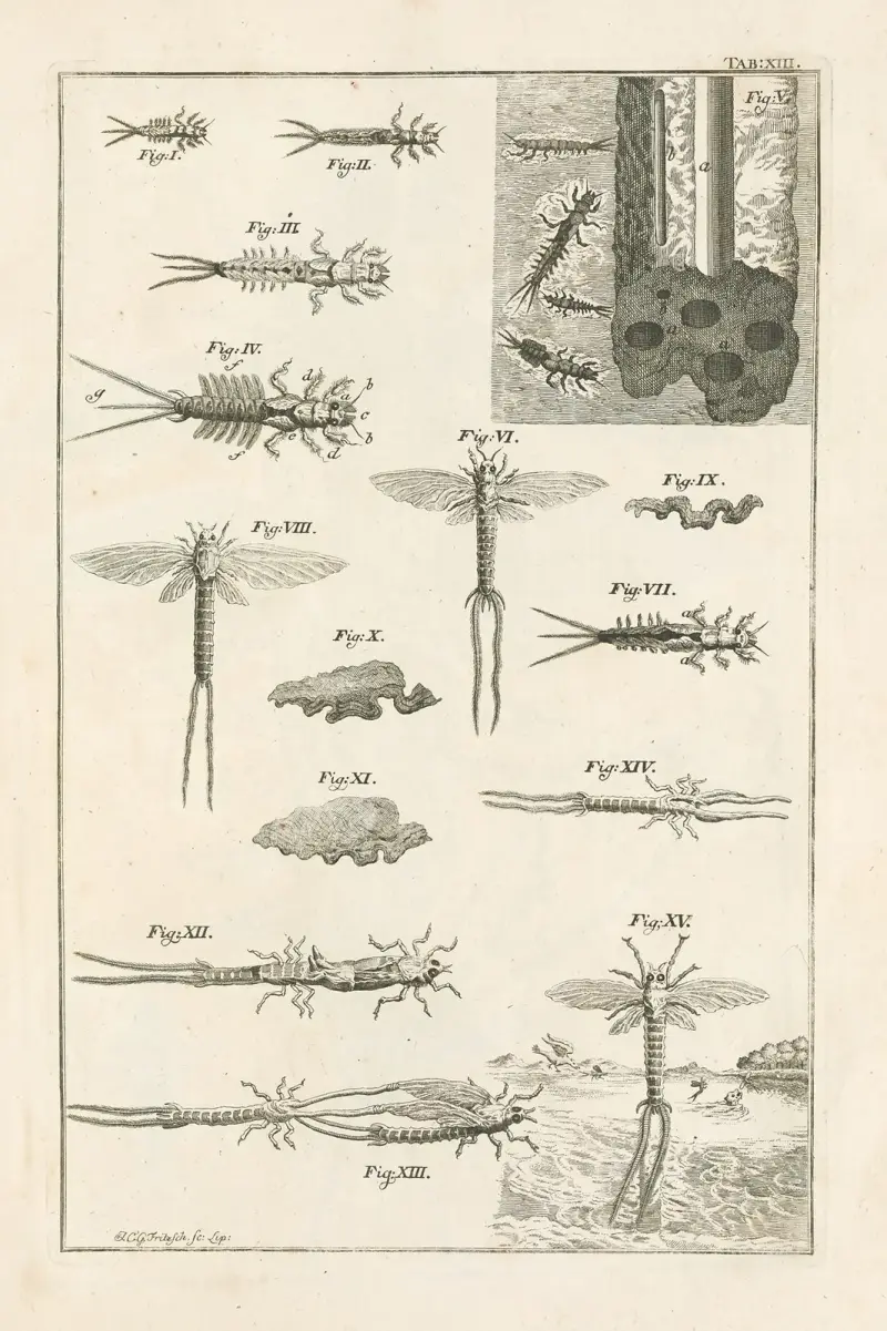 Naturens bok, eller insekternas historia, plansch 13 av Jan Swammerdam