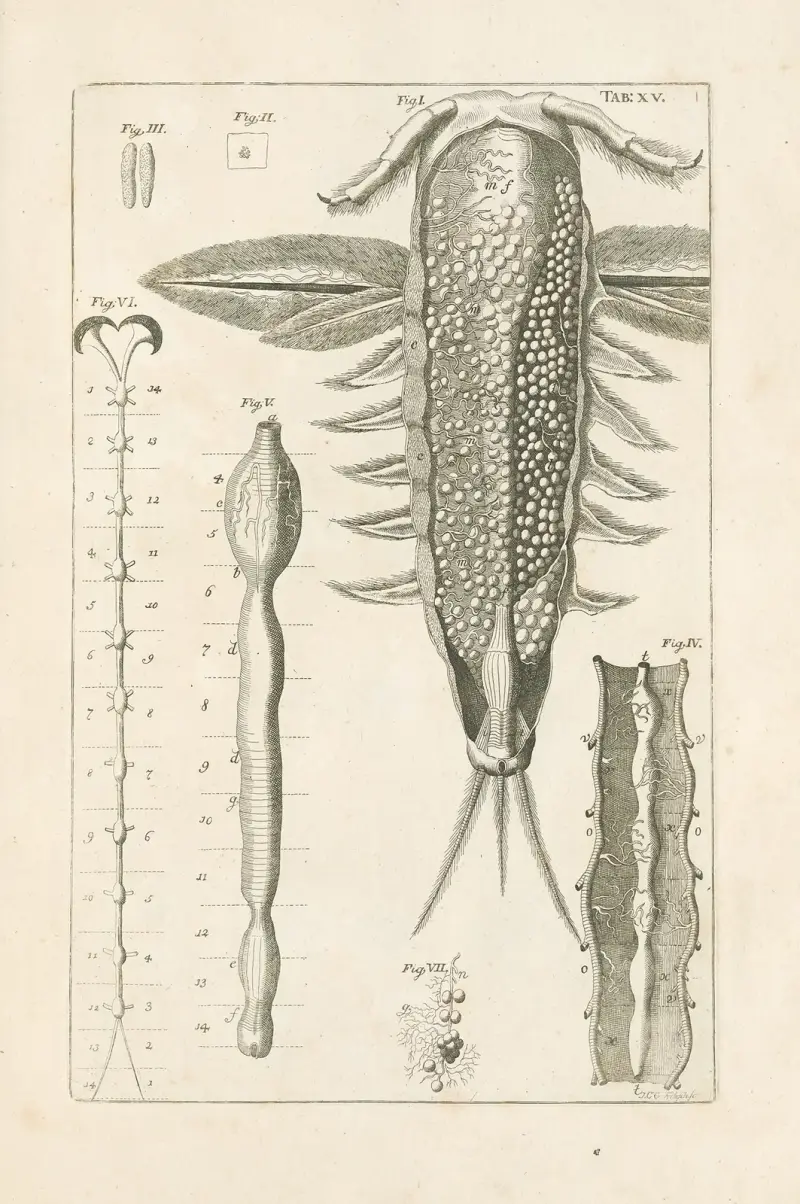 Naturens bok, eller insekternas historia, plansch 15 av Jan Swammerdam