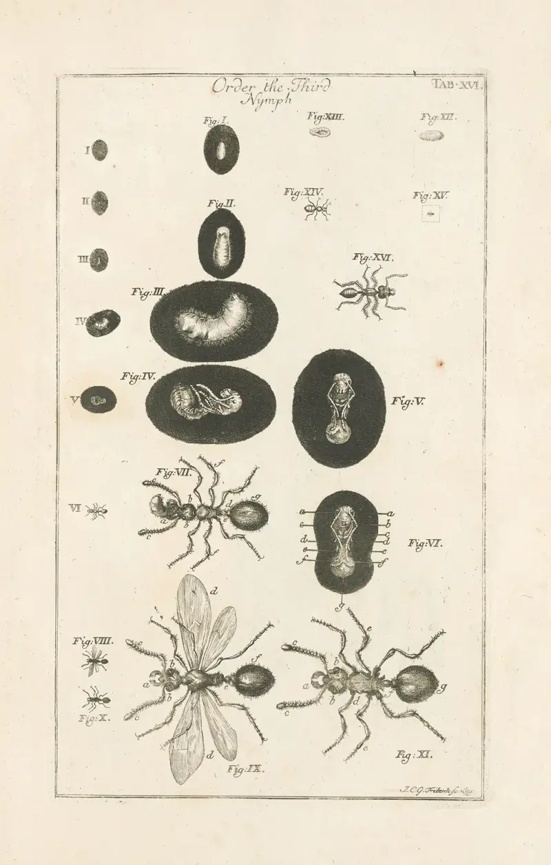 Naturens bok, eller insekternas historia, plansch 16 av Jan Swammerdam