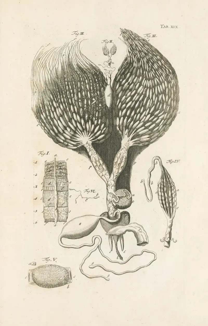 Naturens bok, eller insekternas historia, plansch 19 av Jan Swammerdam