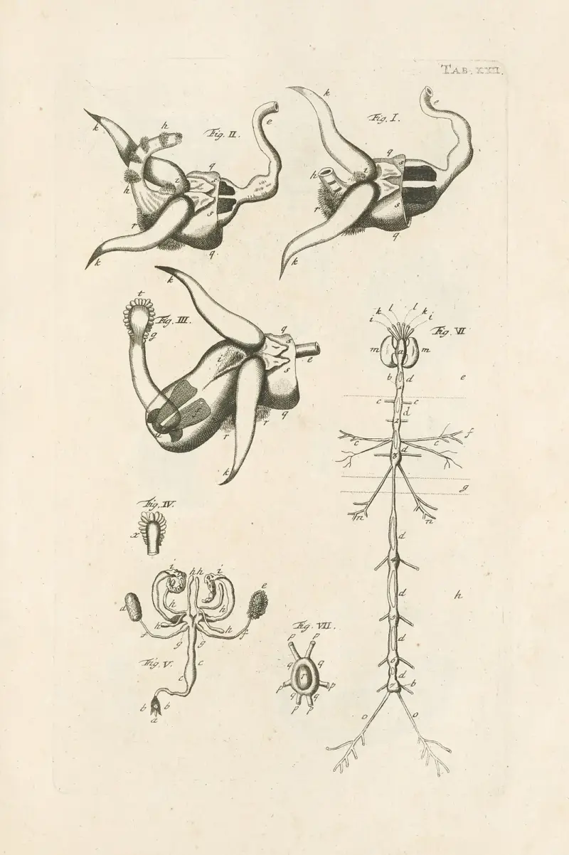 Das Buch der Natur, oder, Die Geschichte der Insekten Taf. 22 von Jan Swammerdam