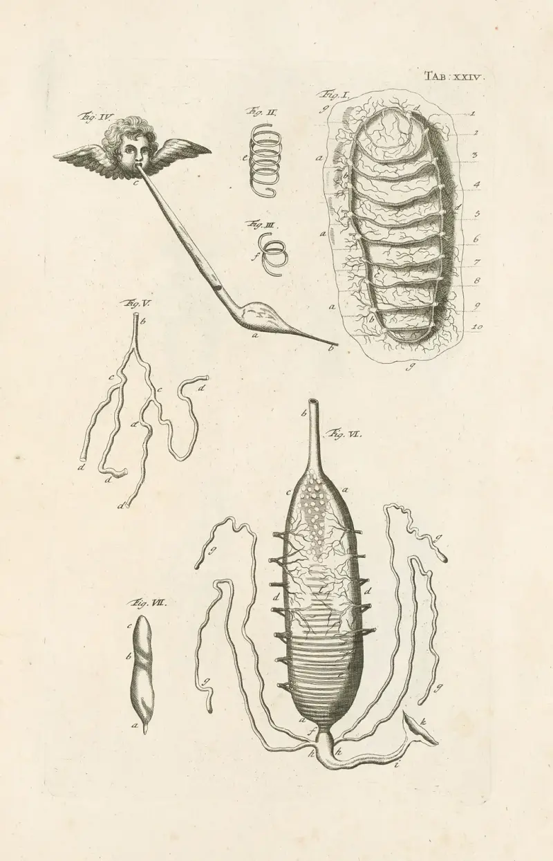 Naturens bok, eller insekternas historia, plansch 24 av Jan Swammerdam