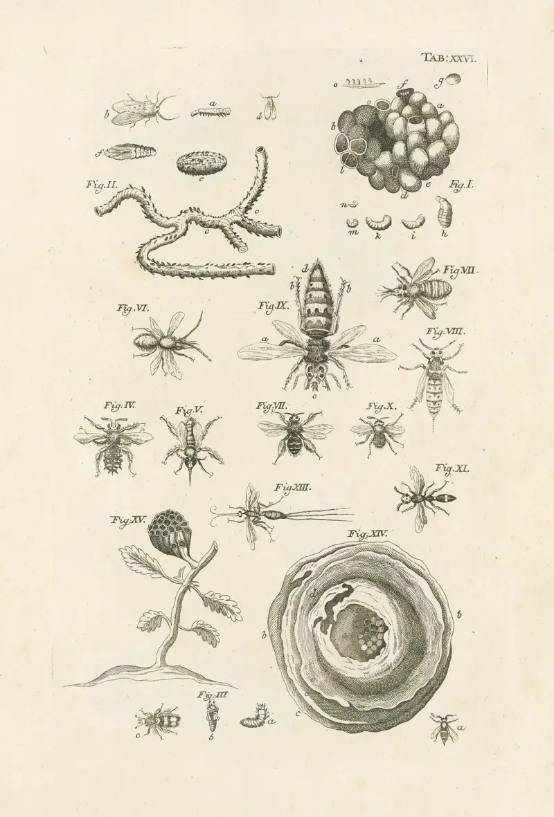 Naturens bok, eller insekternas historia, plansch 26 av Jan Swammerdam