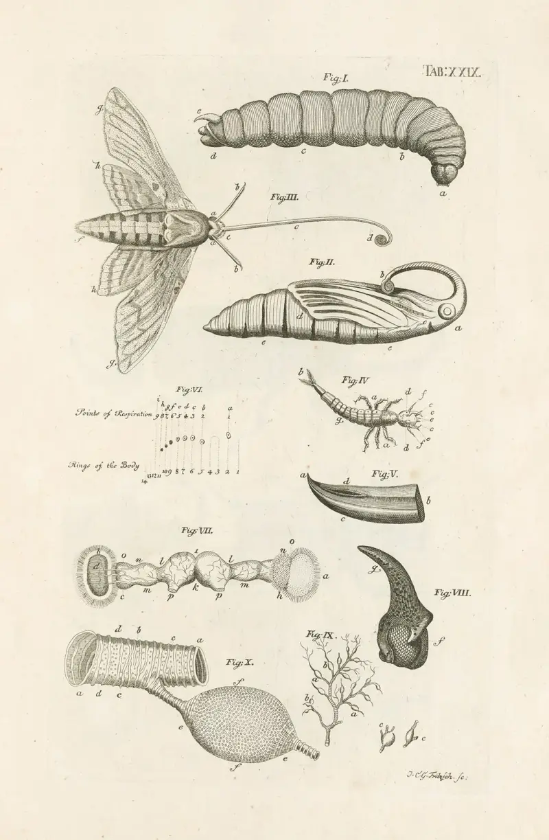 Naturens bok, eller insekternas historia, plansch 29 av Jan Swammerdam