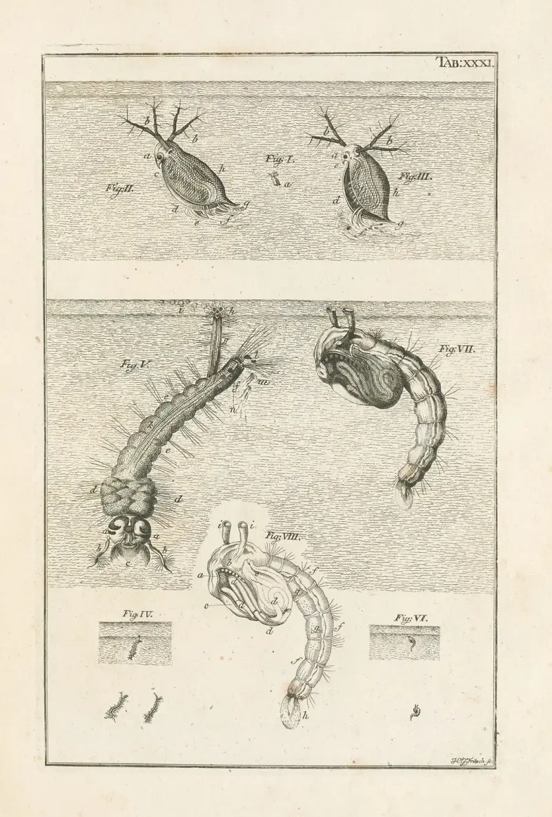 Naturens bok, eller insekternas historia, plansch 31 av Jan Swammerdam