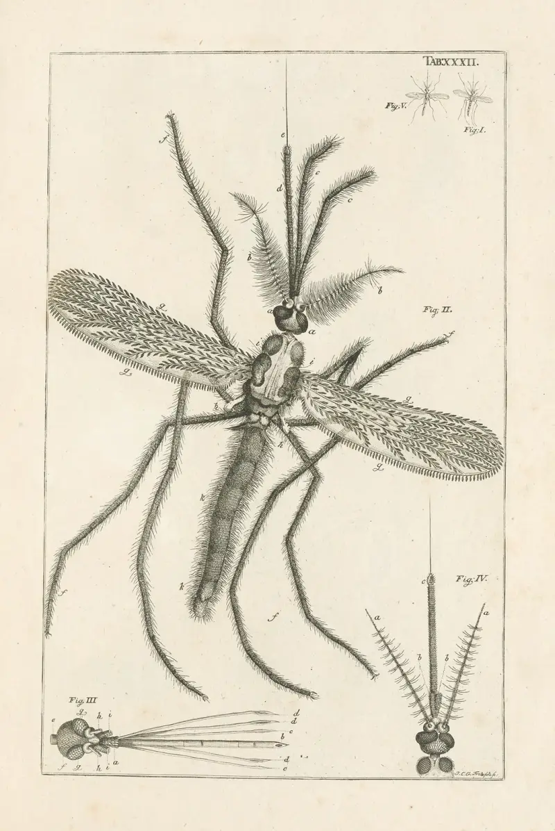 Naturens bok, eller insekternas historia, plansch 32 av Jan Swammerdam