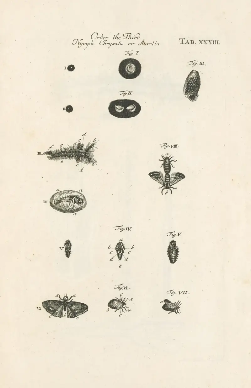 Naturens bok, eller insekternas historia, plansch 33 av Jan Swammerdam