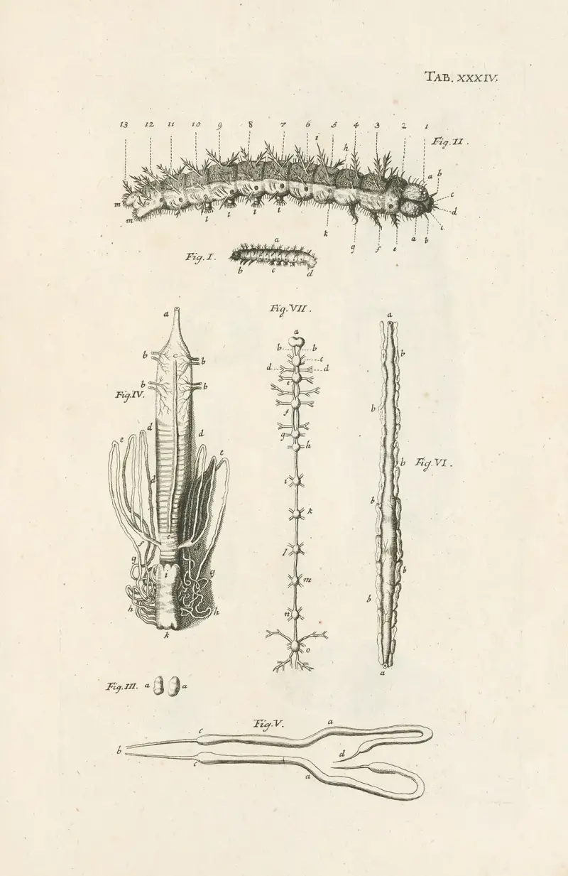 Naturens bok, eller insekternas historia, plansch 34 av Jan Swammerdam