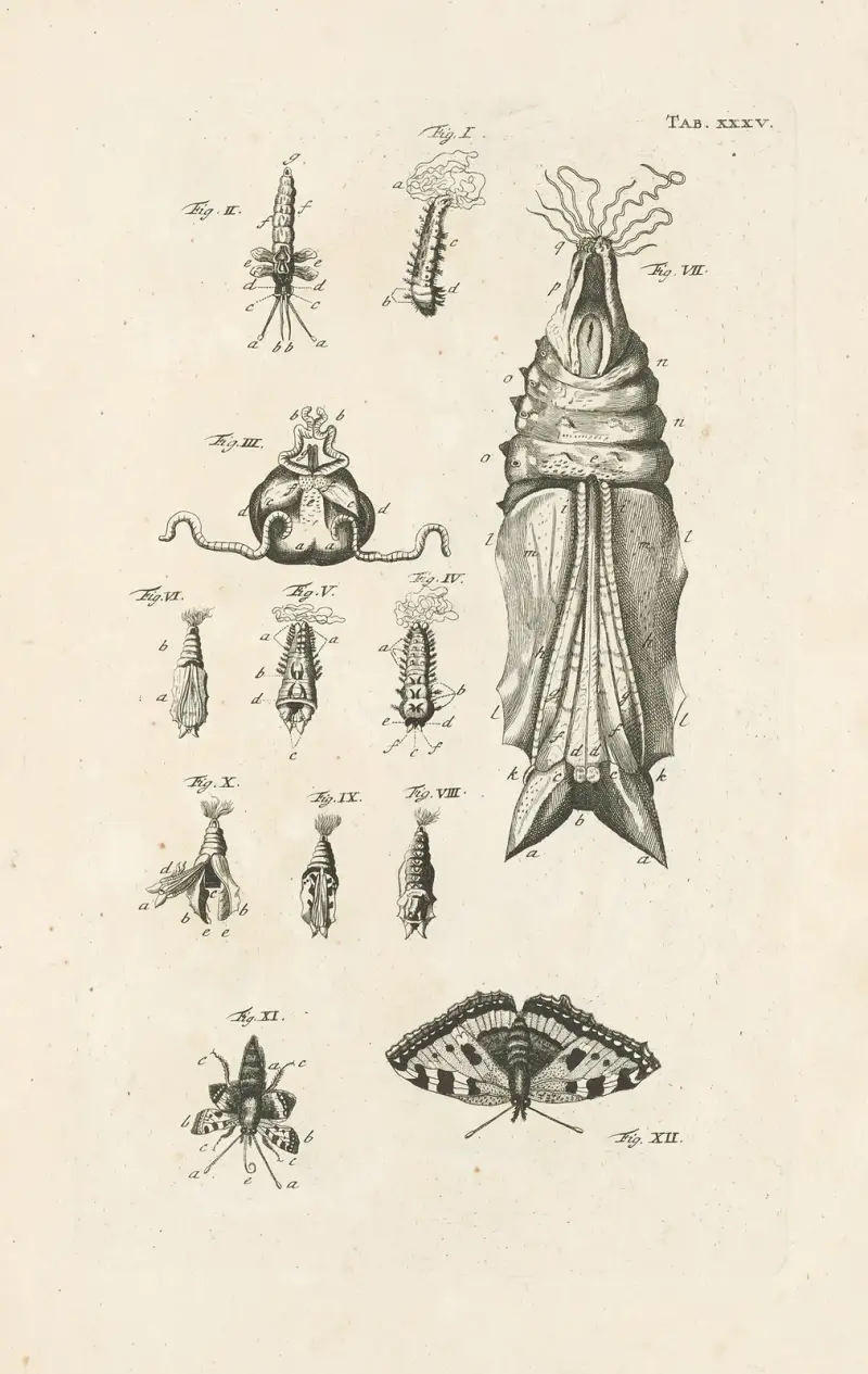 Naturens bok, eller insekternas historia, plansch 35 av Jan Swammerdam