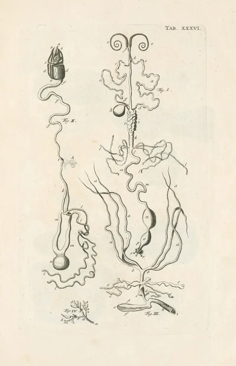 Das Buch der Natur, oder, Die Geschichte der Insekten Taf. 36 von Jan Swammerdam