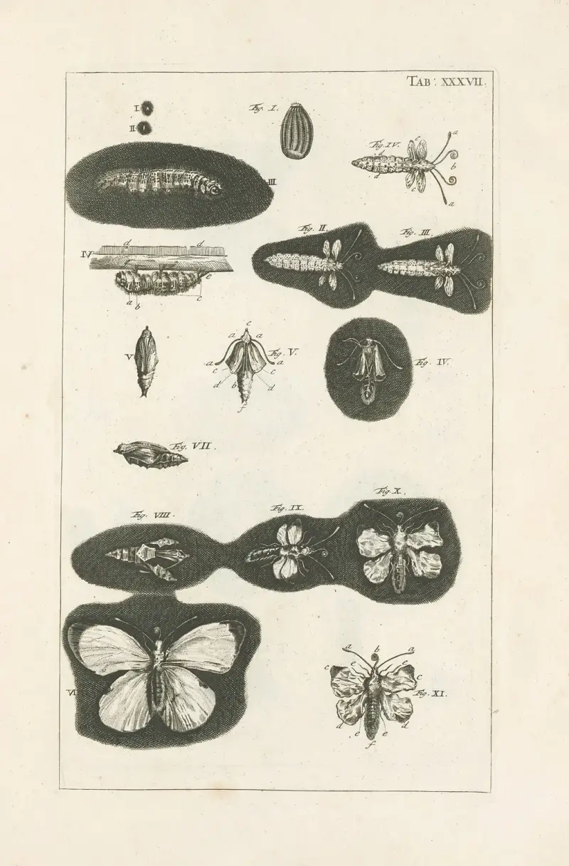 Naturens bok, eller insekternas historia, plansch 37 av Jan Swammerdam