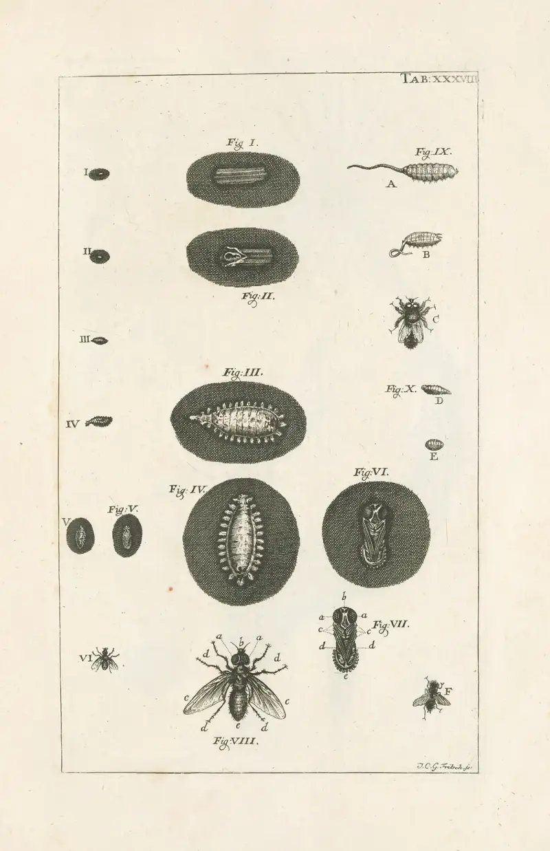 Das Buch der Natur, oder, Die Geschichte der Insekten Taf. 38 von Jan Swammerdam