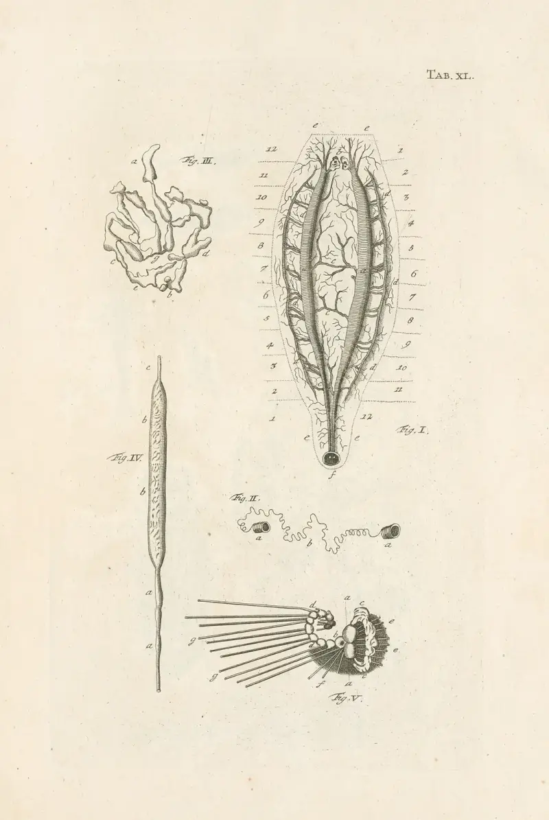Naturens bok, eller insekternas historia, plansch 40 av Jan Swammerdam