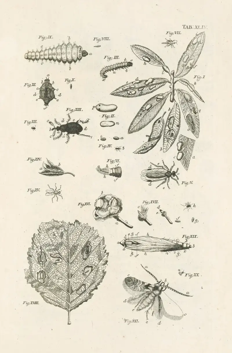 Naturens bok, eller insekternas historia, plansch 44 av Jan Swammerdam