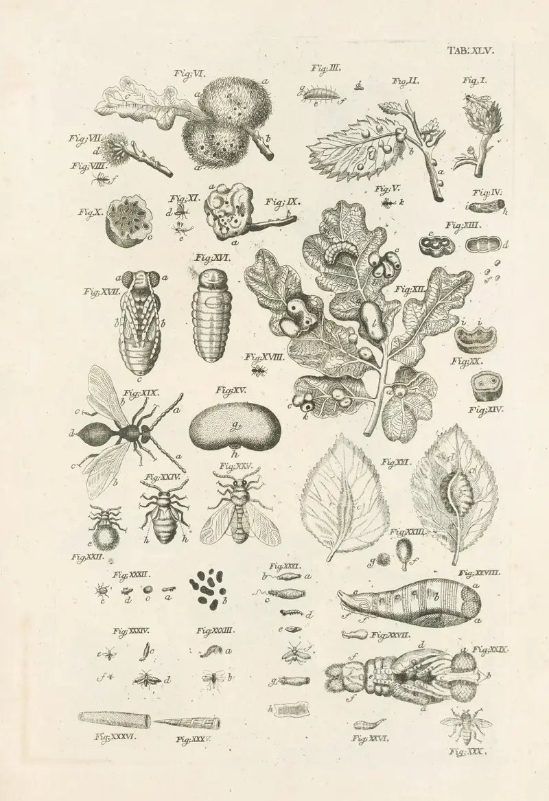 Das Buch der Natur, oder, Die Geschichte der Insekten Taf. 45 von Jan Swammerdam