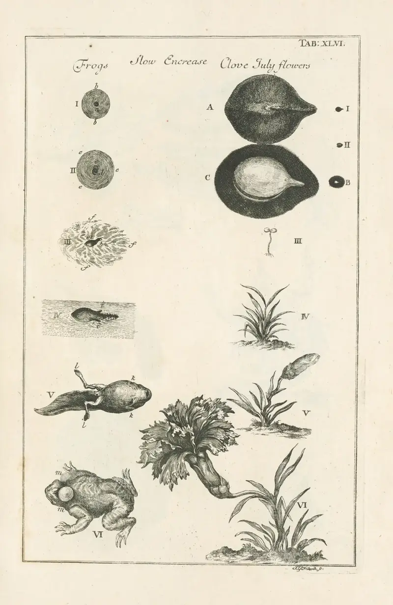 Das Buch der Natur, oder, Die Geschichte der Insekten Taf. 46 von Jan Swammerdam