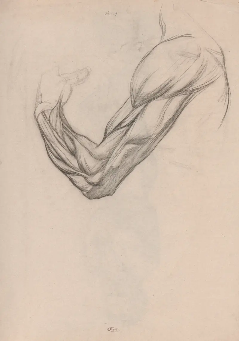 Anatomische Studie der Muskeln eines rechten Arms von Jan Veth