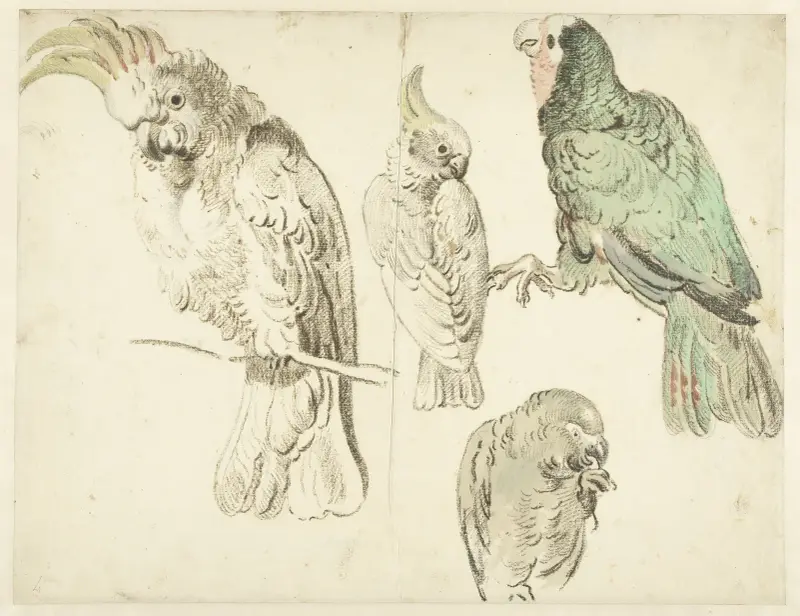Vier Studien von Kakadus von Jan Weenix
