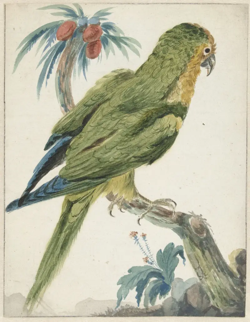 Geelvoorhoofd parkiet (Bolborhyuchus aurifrons) av Jan Weenix