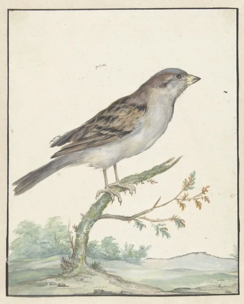 Haussperling von Jan Weenix
