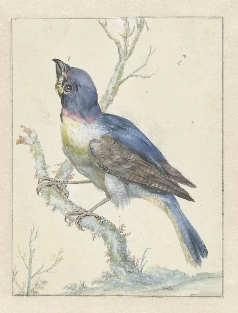 Lazuli Bunting av Jan Weenix