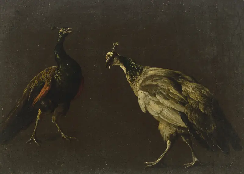 Pfau und Pfauhenne von Jan Weenix