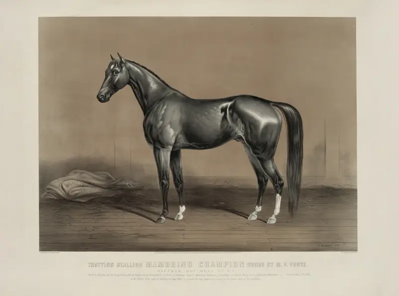 Travhingsten Mambrino Champion, ägd av M.F. Foote av John Cameron