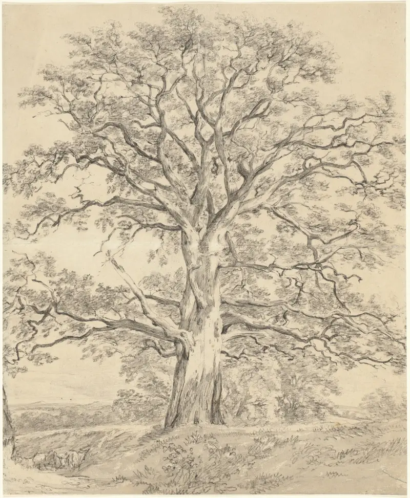 Velký dub, John Constable