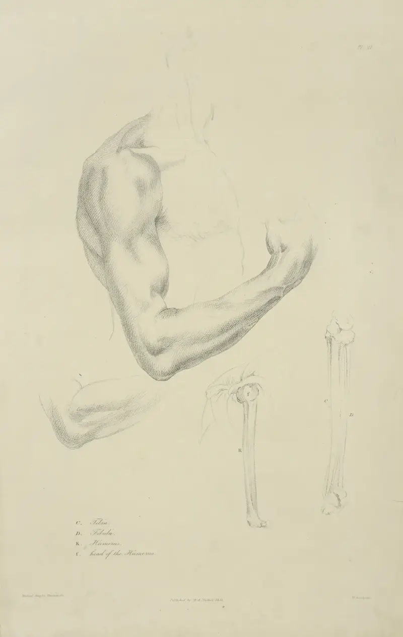 Fyra vyer av muskulatur och ben i böjd arm av John Flaxman