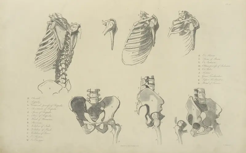 Sju vyer av revbens- och bäckenben av John Flaxman