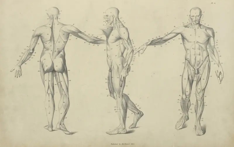 Tre muskelstudier av John Flaxman