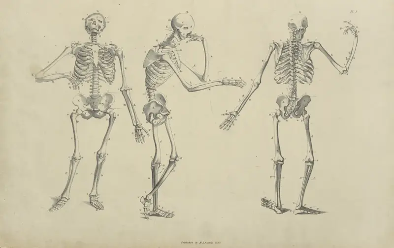Drei Skelettposen von John Flaxman