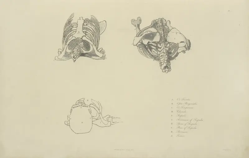 Tre vyer av ben från övre bålen av John Flaxman