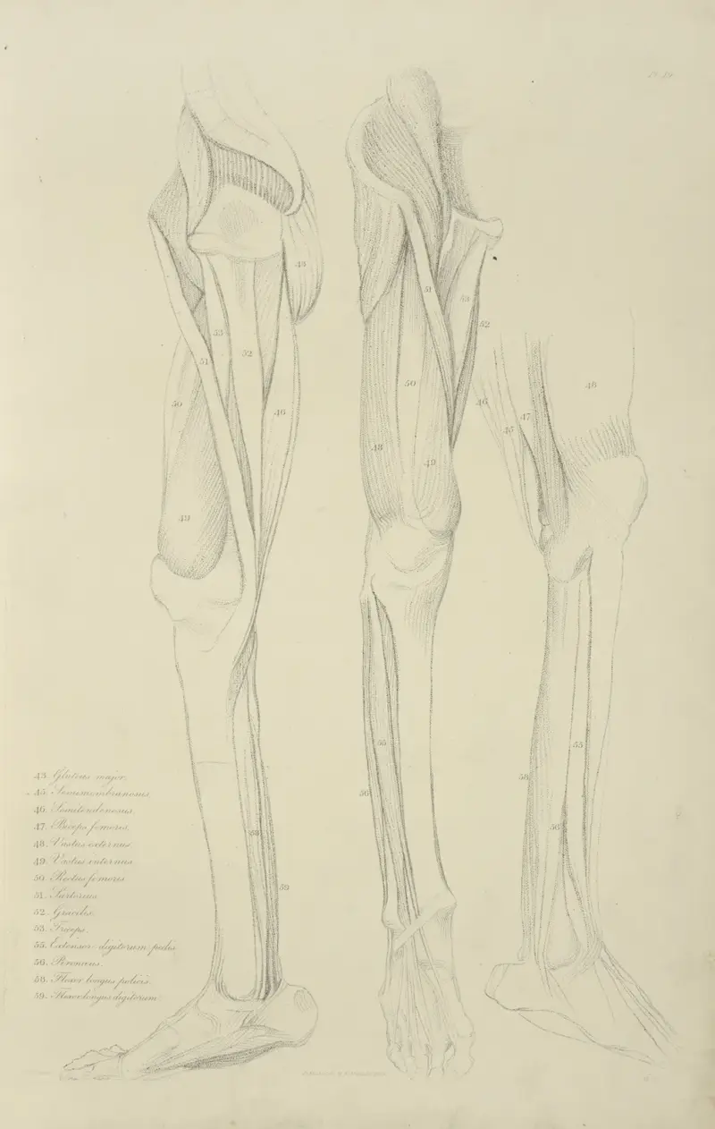 Drei Ansichten der Beinmuskulatur von John Flaxman