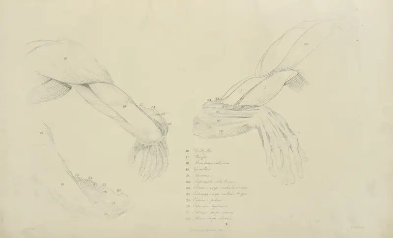 Drei Ansichten der Armmuskulatur von John Flaxman