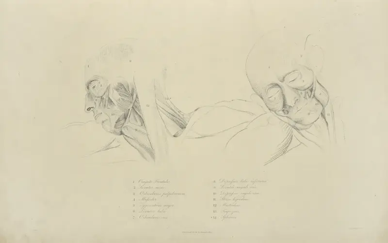 Zwei Ansichten der Gesichtsmuskulatur von John Flaxman