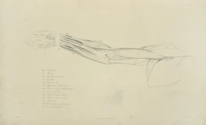 Vy av armens muskulatur av John Flaxman