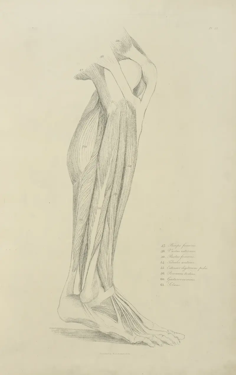 Vy av benets muskulatur 2 av John Flaxman
