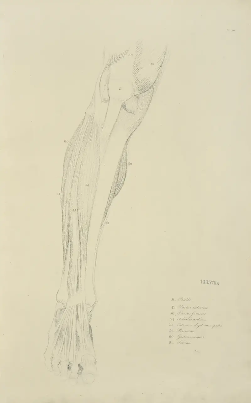 Vy av benets muskulatur framifrån av John Flaxman