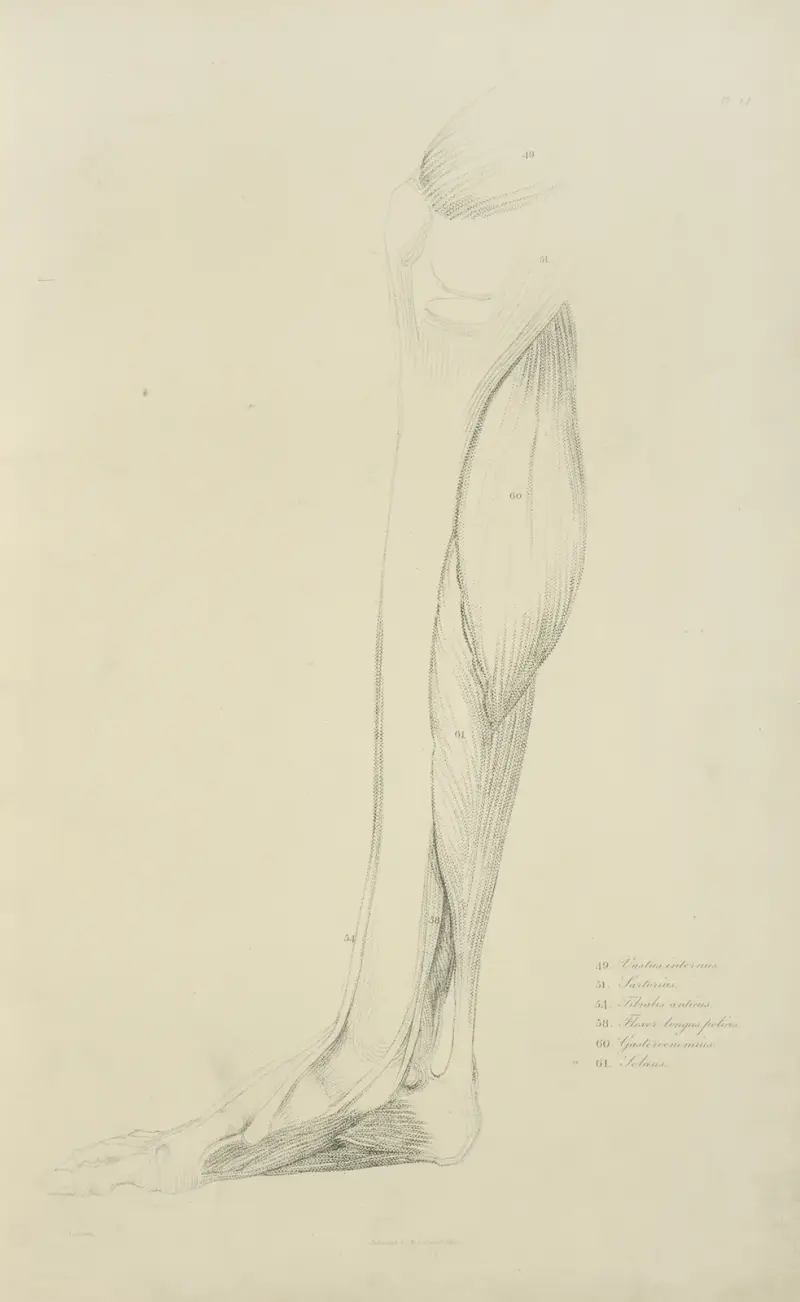 Ansicht der Beinmuskulatur von John Flaxman