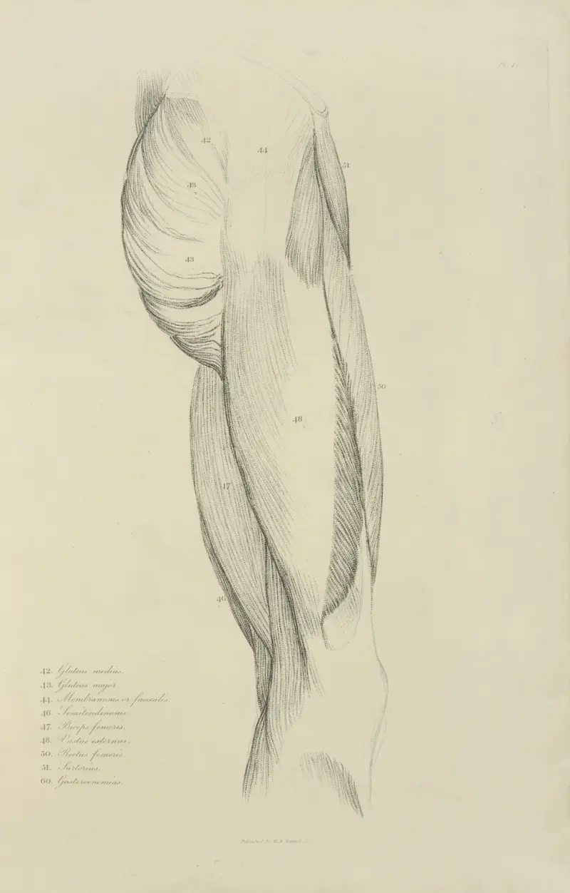 Ansicht der Muskulatur des Oberschenkels und des Gesäßes von John Flaxman