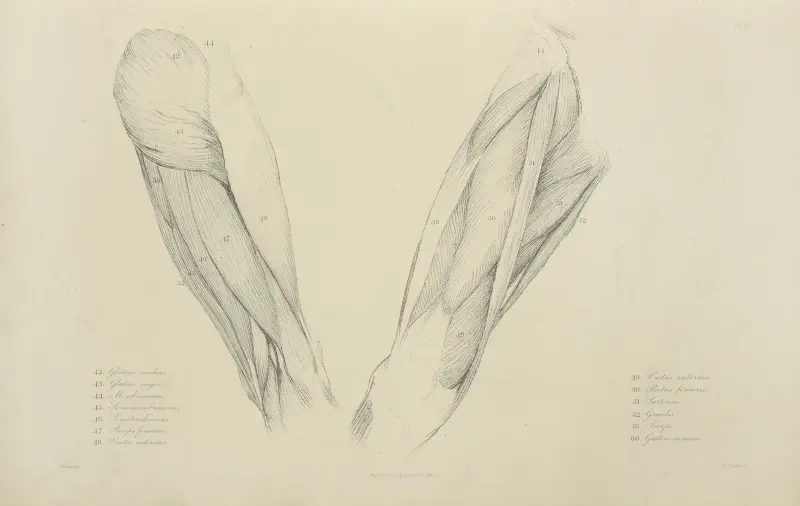 Vy av övre benets muskulatur av John Flaxman