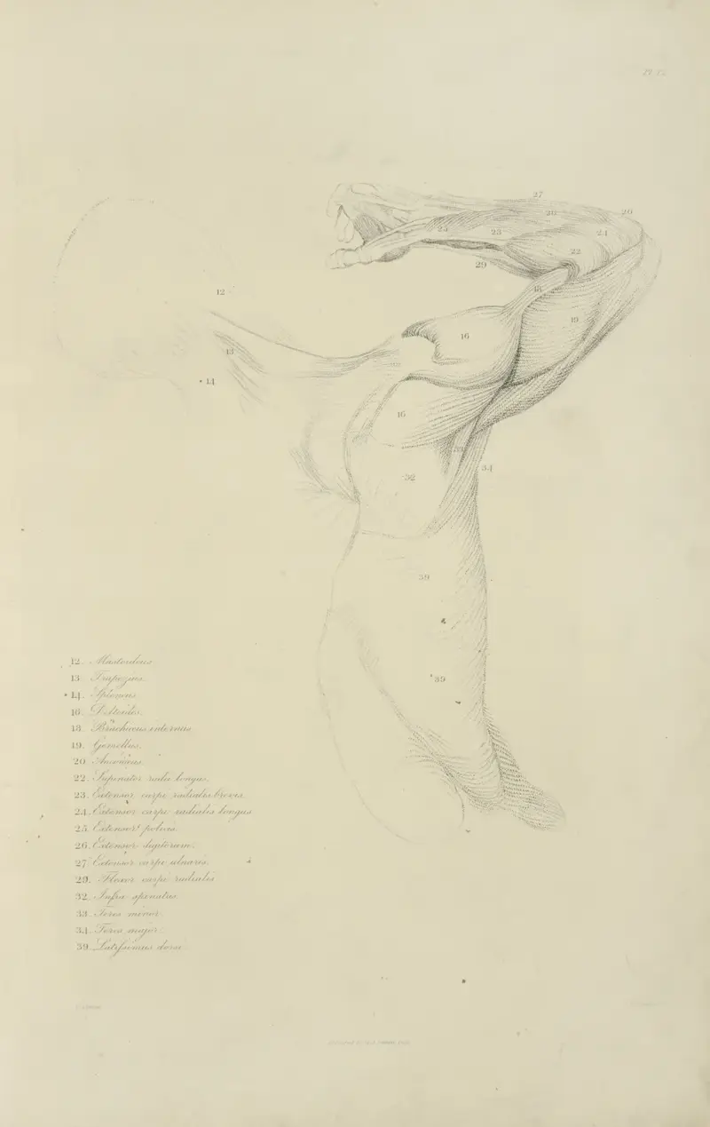 Vy av höger arm och sidan av bålen bakifrån av John Flaxman