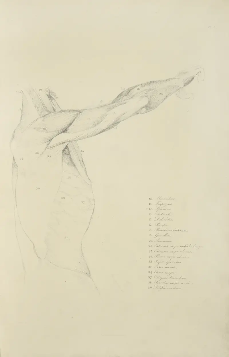 Vy av höger arm och sidan av bålen från sidan av John Flaxman